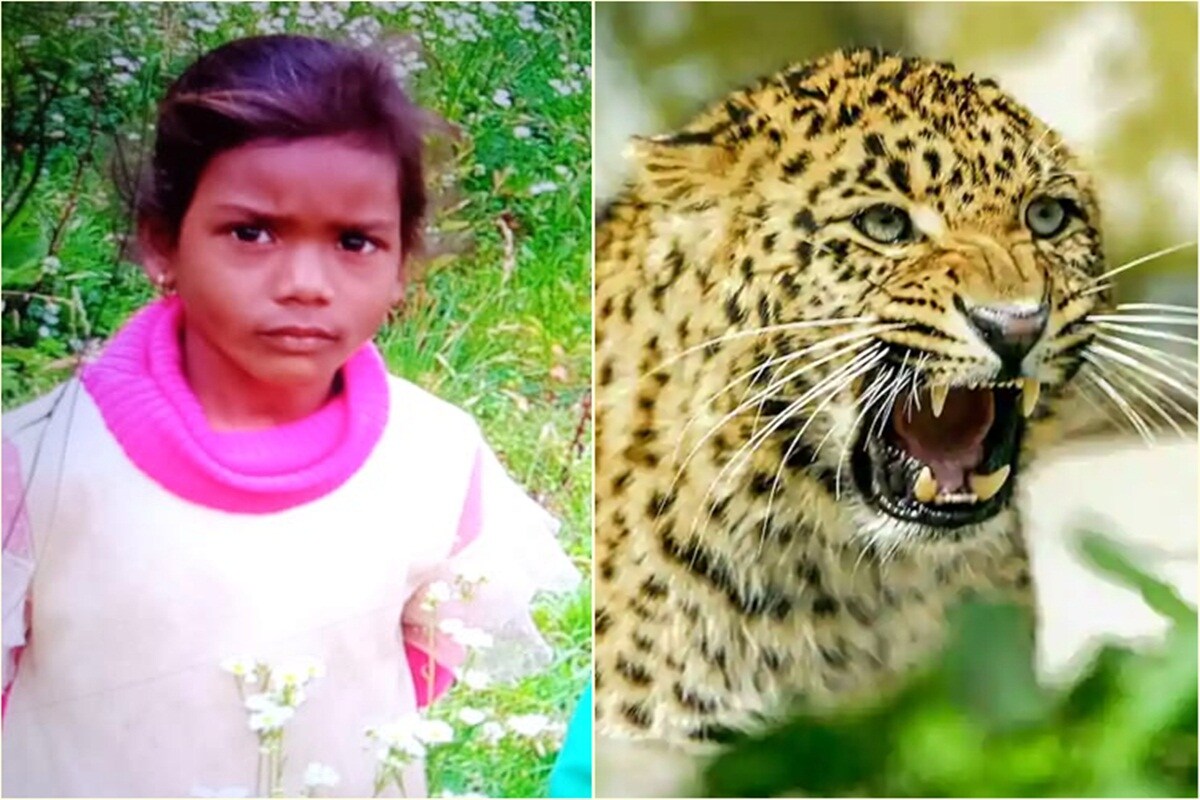 Leopard Attack in Shimla: 7 ਸਾਲਾ ਬੱਚੀ ਨੂੰ ਚੁੱਕ ਕੇ ਲੈ ਗਿਆ ਚੀਤਾ, ਮਿਲੀ ਲਾਸ਼