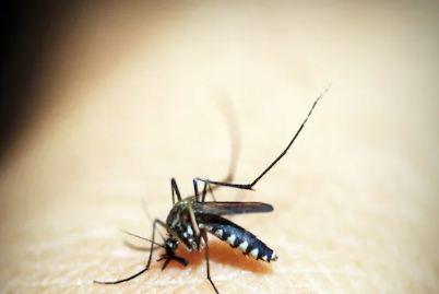 Dengue Fever: ਹਲਕੇ 'ਚ ਨਾ ਲਓ ਮੱਛਰਾਂ ਤੋਂ ਪੈਦਾ ਹੋਣ ਵਾਲੀਆਂ ਬਿਮਾਰੀਆਂ ਨੂੰ, ਛੇਤੀ ਕਰੋ ਇਹ ਉਪਾਅ