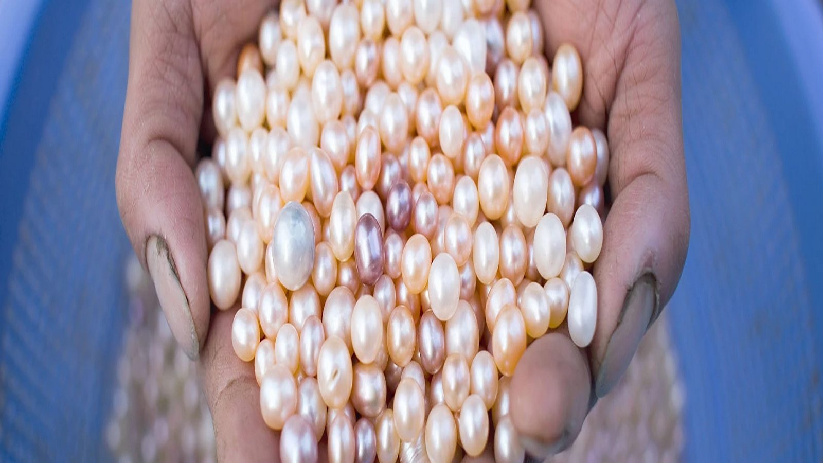Pearl Farming Business: 25 ਹਜ਼ਾਰ ‘ਚ ਸ਼ੁਰੂ ਕਰੋ ਇਹ ਕਾਰੋਬਾਰ, 4 ਸਾਲਾਂ ‘ਚ ਬਣ ਜਾਓਗੇ ਕਰੋੜਪਤੀ