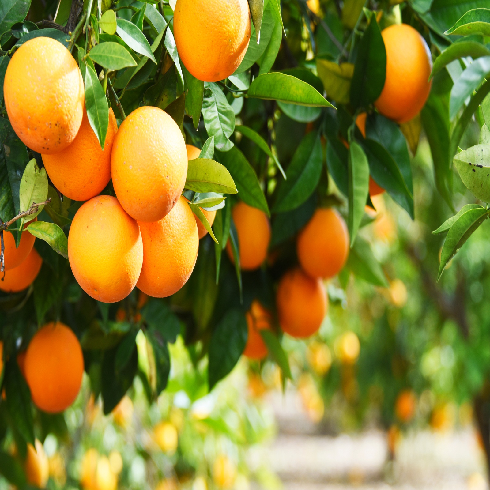 Oranges benefits : ਸਰਦੀਆਂ ਦਾ ਸੁਪਰ ਫੂਡ ਹੈ ਸੰਤਰਾ, ਇਮਿਊਨਿਟੀ ਵਧਾਉਣ ਤੋਂ ਲੈ ਕੇ ਭਾਰ ਘਟਾਉਣ ਤੱਕ ਕਰਦਾ ਹੈ ਮਦਦ