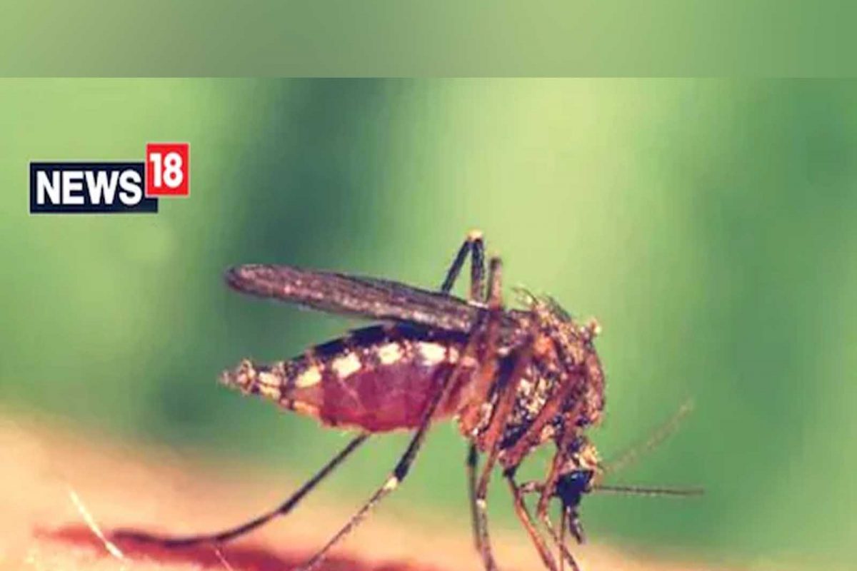 Mosquitoes: ਮੱਛਰਾਂ ਤੋਂ ਛੁਟਕਾਰਾਂ ਪਾਉਣ ਲਈ ਜਾਣੋ ਅਸਰਦਾਰ ਘਰੇਲੂ ਨੁਸਖ਼ੇ