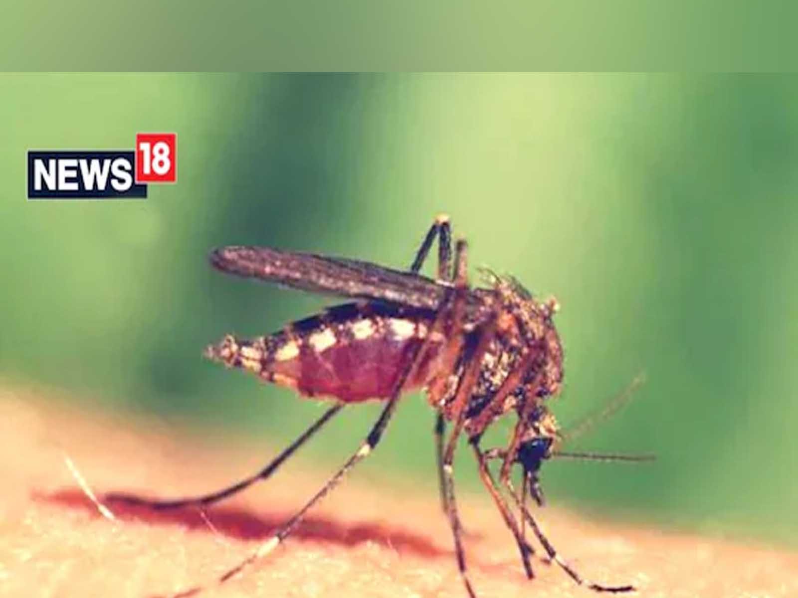 World Mosquito Day 2022: ਮੱਛਰਾਂ ਦੇ ਕੱਟਣ ਨਾਲ ਹਰ ਸਾਲ ਲੱਖਾਂ ਲੋਕ ਗਵਾ ਲੈਂਦੇ ਹਨ ਜਾਨ, ਬਚਾਅ ਲਈ ਅਪਣਾਓ ਇਹ ਤਰੀਕੇ 