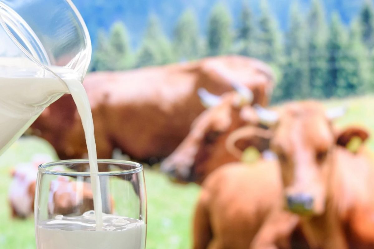 Benefits of Cow Milk: ਕੋਰੋਨਾ ਵਾਇਰਸ ਦੀ ਇਨਫੈਕਸ਼ਨ ਨੂੰ ਰੋਕ ਸਕਦਾ ਹੈ ਗਾਂ ਦਾ ਦੁੱਧ
