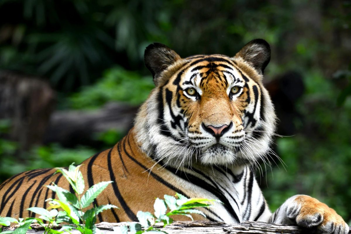 Tiger Census: NTCA ਨੇ ਇੱਕਠੀਆਂ ਕੀਤੀਆਂ 3.5 ਕਰੋੜ ਜੰਗਲੀ ਜੀਵਾਂ ਦੀਆਂ ਤਸਵੀਰਾਂ