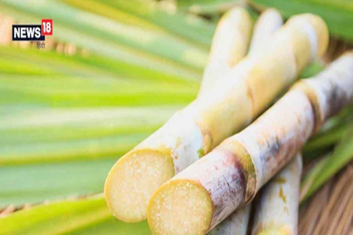 Sugarcane: ਗੰਨਾ ਫਲ ਨਹੀਂ ਹੈ! ਜਾਣੋ ਗੰਨੇ ਦੇ ਇਤਿਹਾਸਕ ਅਤੇ ਮਿਥਿਹਾਸਕ ਤੱਥ