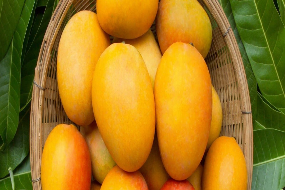 Weight Loss And Mangoes: ਅੰਬ ਖਾਣ ਨਾਲ ਘਟਦਾ ਹੈ ਭਾਰ?? ਜਾਣੋ ਅੰਬ ਖਾਣ ਦੇ ਫ਼ਾਇਦੇ