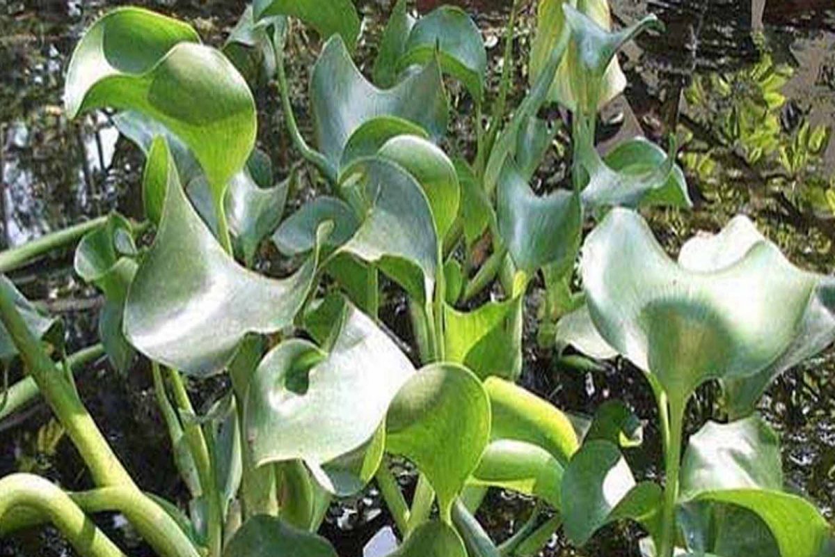 ਕੈਂਸਰ ਦੇ ਖਤਰੇ ਨੂੰ ਘੱਟ ਕਰ ਸਕਦਾ ਹੈ Water Hyacinth ਪਲਾਂਟ, ਜਾਣੋ ਇਸਦੇ ਲਾਭ