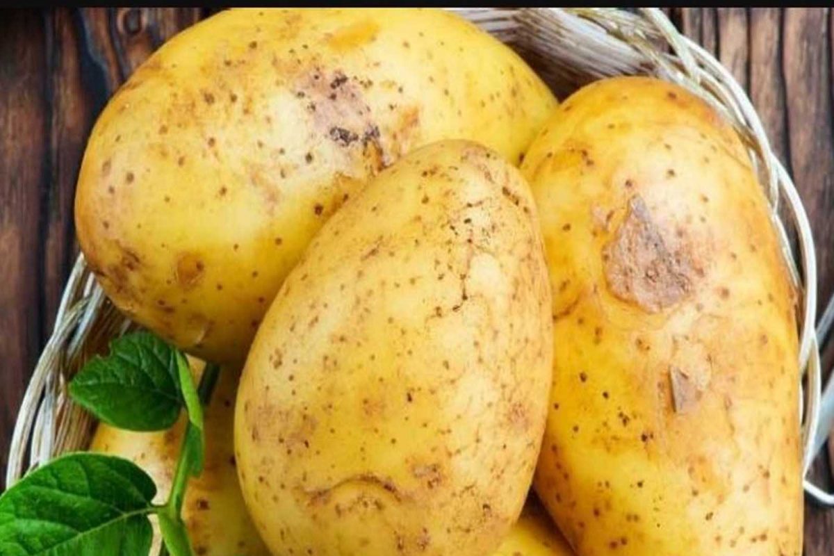 Potato Lovers ਜ਼ਰੂਰ ਪੜ੍ਹਨ ਇਹ ਖਬਰ, ਨਿਰੰਤਰ ਸੇਵਨ ਨਾਲ ਵਧੇਗਾ ਭਾਰ