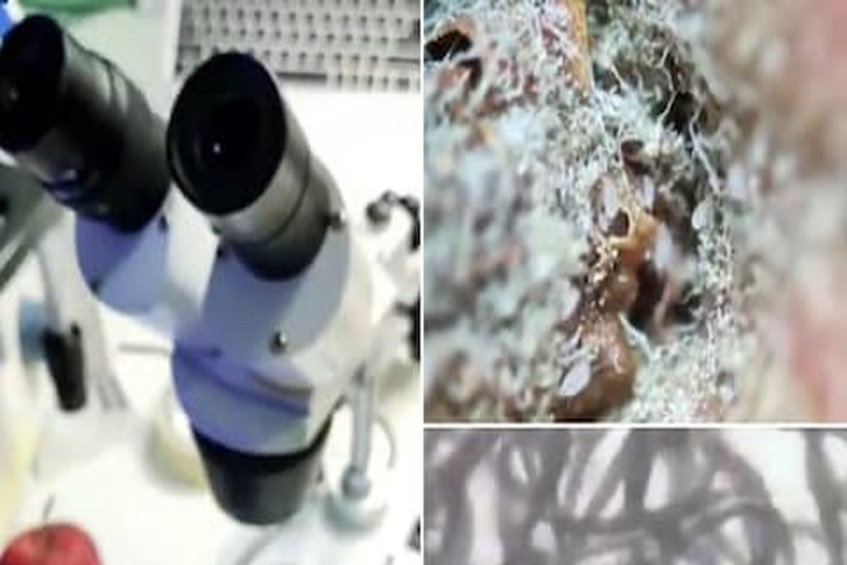 Viral Video: ਇੱਕ ਵਾਰੀ Microscope ਰਾਹੀਂ ਵੇਖ ਲਿਆ ਸੇਬ ਤਾਂ ਨਹੀਂ ਕਰੇਗਾ ਕਦੇ ਖਾਣ ਦਾ ਮਨ