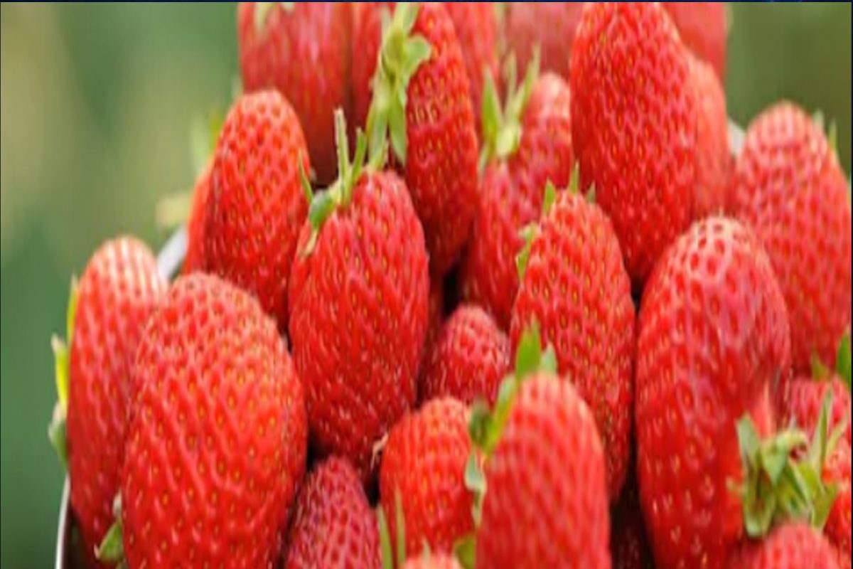  Strawberry is very useful for heart patients