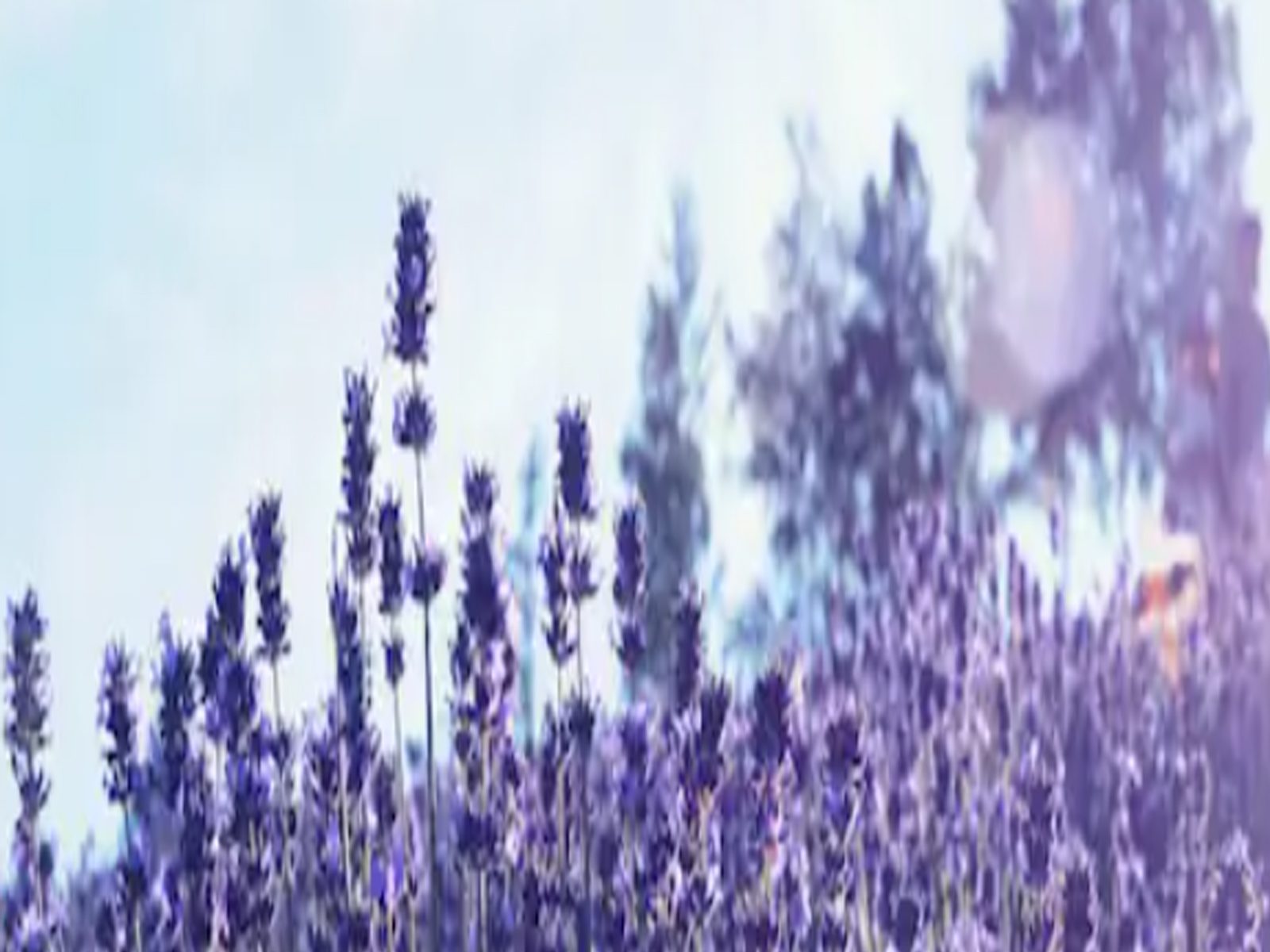 Benefits of Lavender: ਜਾਣੋ ਲੈਵੈਂਡਰ ਕਿਵੇਂ ਕਰਦਾ ਹੈ ਚਿੰਤਾ ਅਤੇ ਤਣਾਅ ਨੂੰ ਦੂਰ