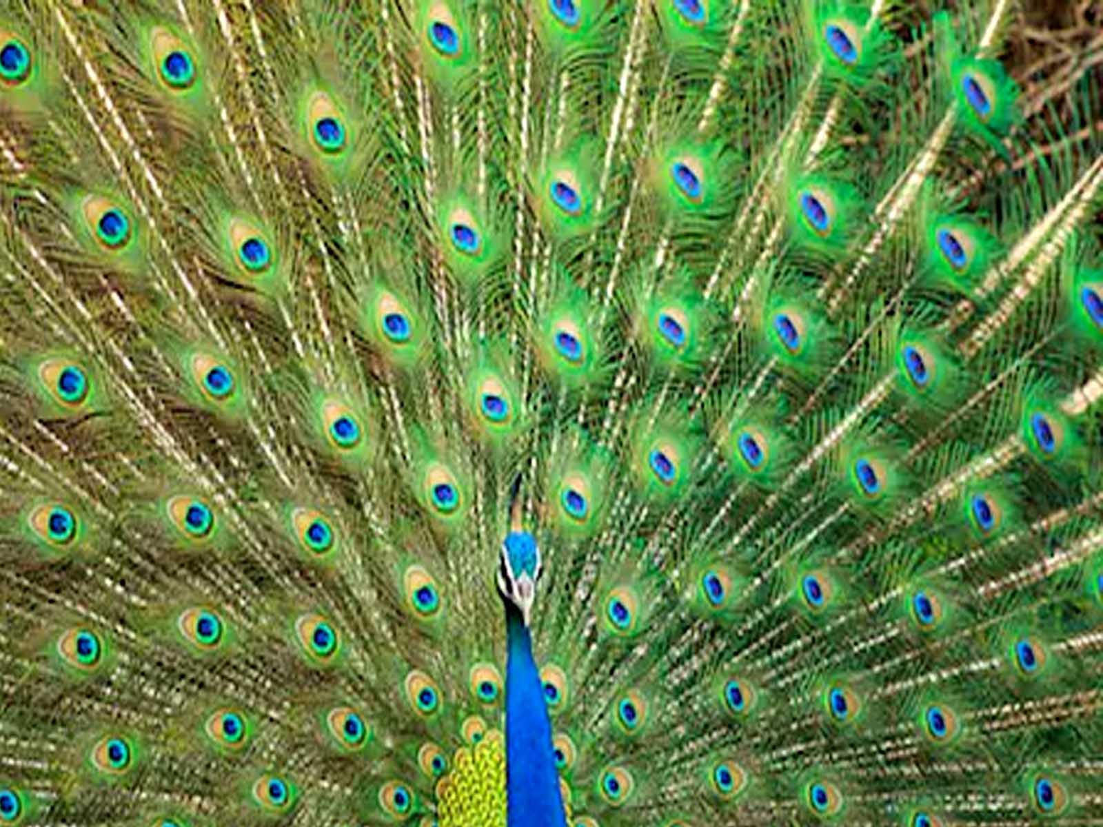 Peacock In Dream: ਸੁਪਨੇ 'ਚ ਦਿਖਣ ਮੋਰ ਤਾਂ ਬਦਲ ਸਕਦੀ ਹੈ ਤੁਹਾਡੀ ਕਿਸਮਤ, ਜਾਣੋ ਕੀ ਹੋਵੇਗਾ ਸ਼ੁਭ ?