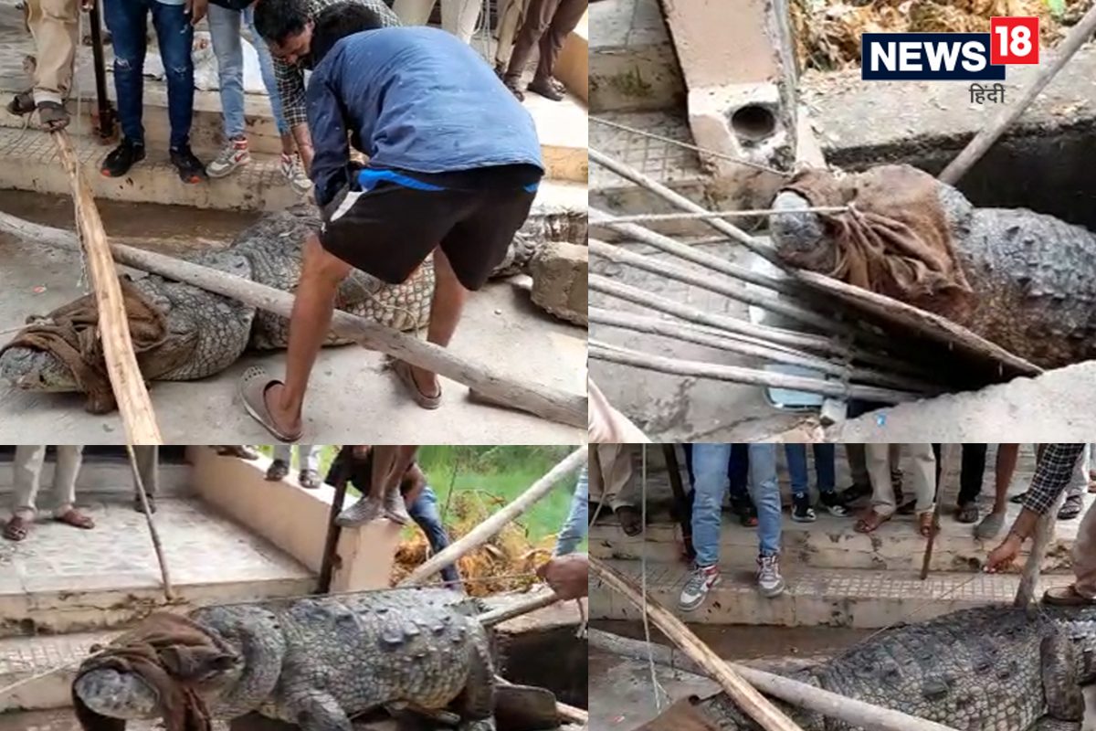 Crocodile Rescue: 3 ਕੁਇੰਟਲ ਭਾਰੇ ਵੱਡੇ ਮਗਰਮੱਛ ਨੇ ਲੋਕਾਂ ਦੇ ਸਾਹ ਸੂਤੇ, ਵੇਖੋ PICS