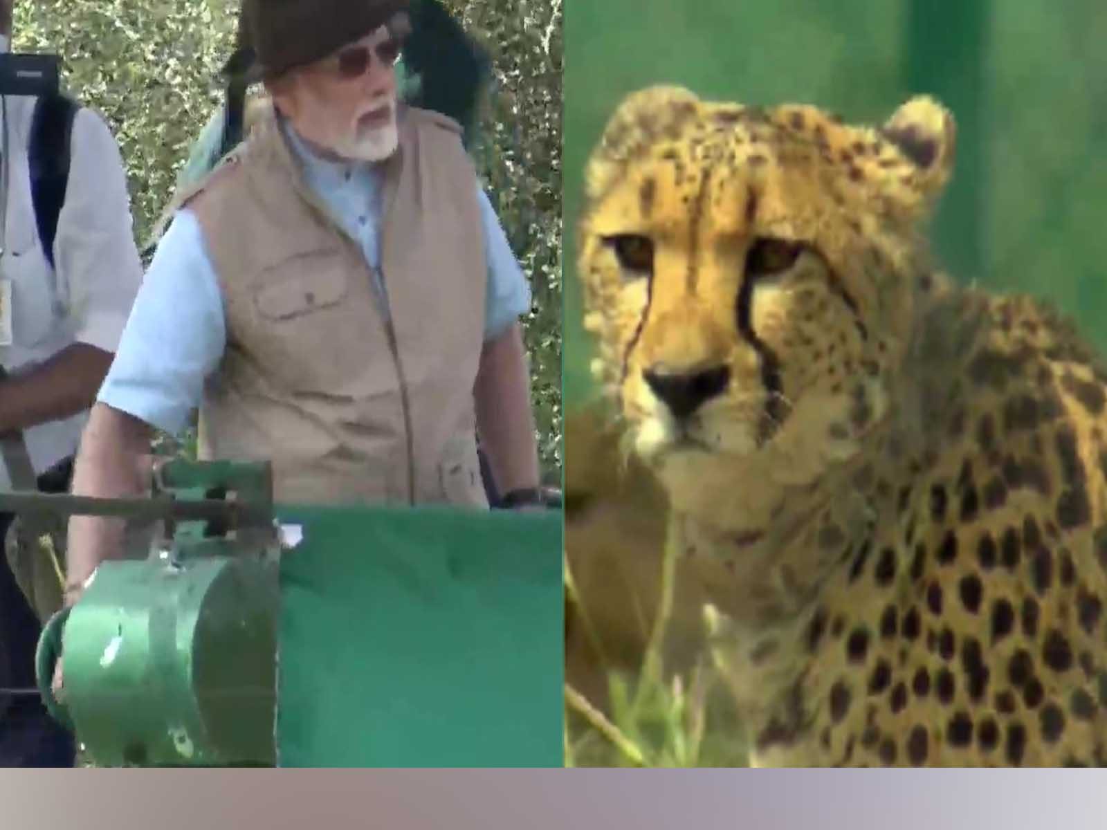  Cheetah in India: PM ਮੋਦੀ ਦਾ ਜਨਮਦਿਨ 'ਤੇ ਜਨਤਾ ਨੂੰ ਤੋਹਫਾ, ਕੁਨੋ ਨੈਸ਼ਨਲ ਪਾਰਕ 'ਚ ਛੱਡੇ ਚੀਤੇ