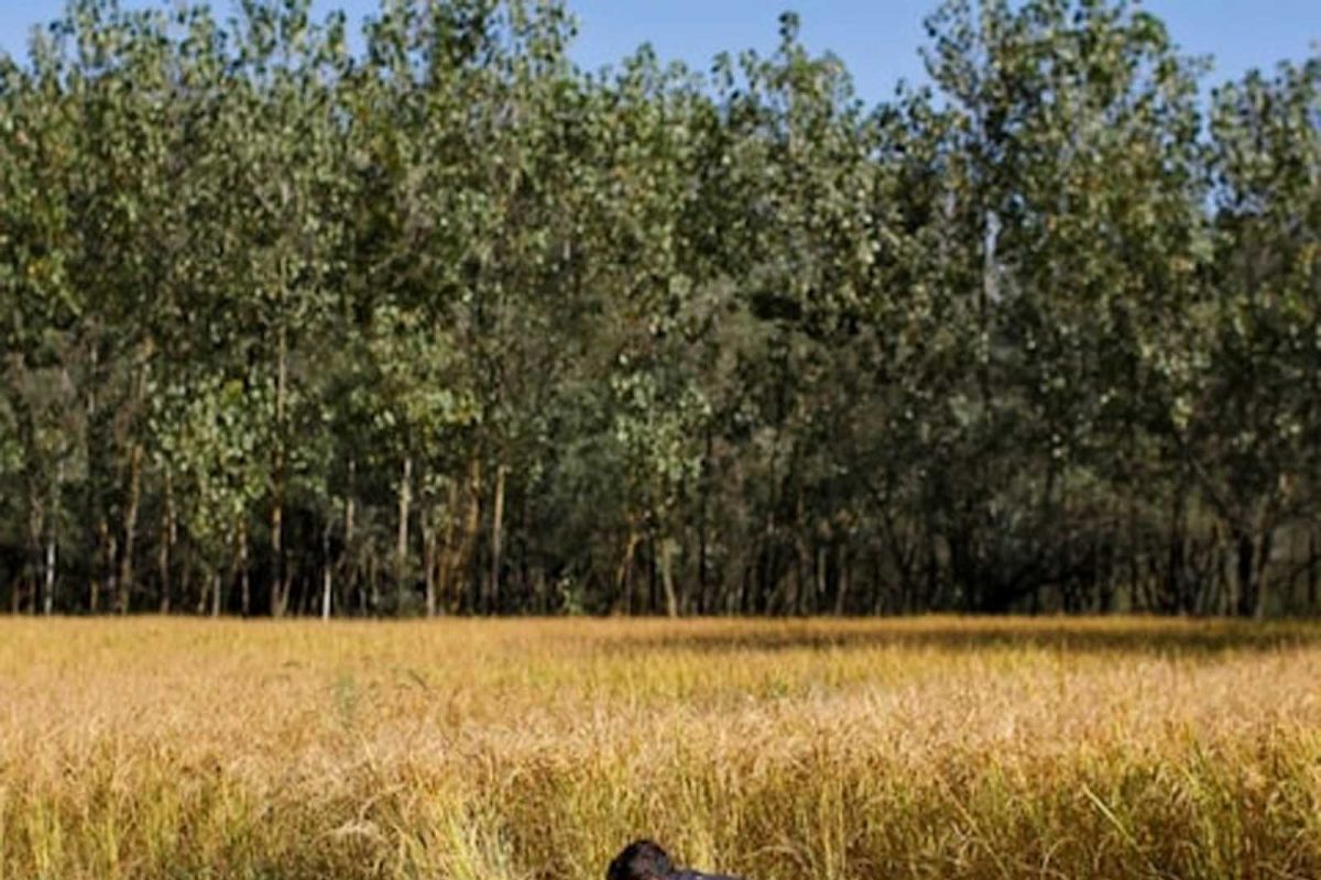 ਖੇਤੀਬਾੜੀ ਸੰਬੰਧੀ ਜ਼ਮੀਨ 'ਤੇ ਲੱਗਣ ਵਾਲੇ ਟੈਕਸ ਤੋਂ ਇੰਝ ਪਾਓ ਛੂਟ, ਜਾਣੋ ਤਰੀਕਾ