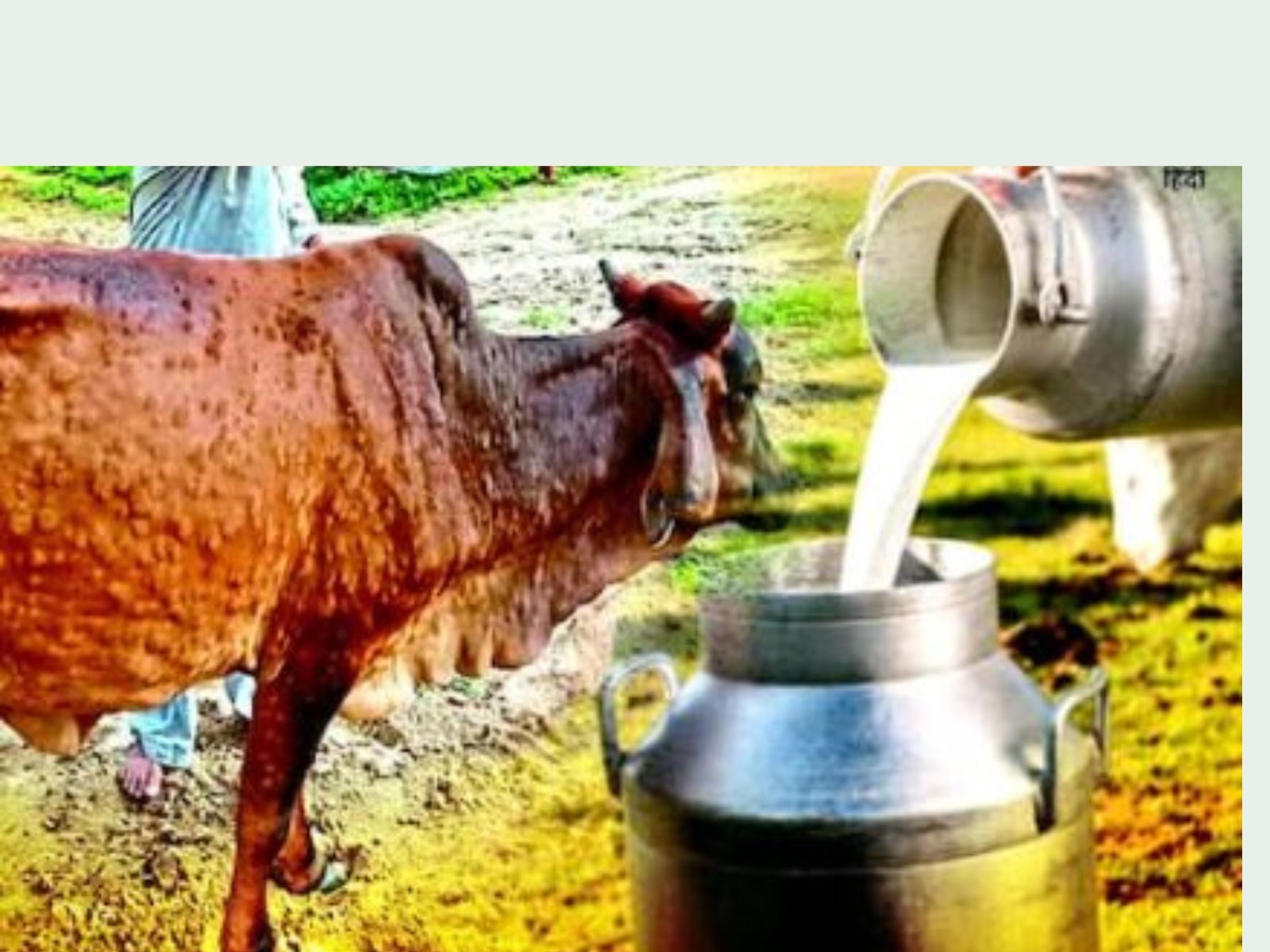 Milk crisis: ਲੰਪੀ ਨਾਲ11 ਲੱਖ ਗਾਵਾਂ ਬਿਮਾਰ, ਸੂਬੇ 'ਚ 4 ਲੱਖ ਲੀਟਰ ਦੁੱਧ ਦਾ ਉਤਪਾਦਨ ਘਟਿਆ