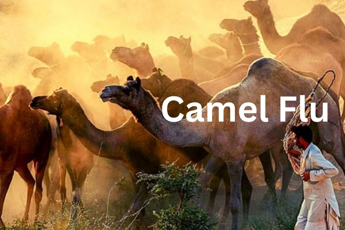 ਦੁਨੀਆ 'ਤੇ ਮੰਡਰਾ ਰਿਹਾ Camel Flu ਦਾ ਖਤਰਾ, WHO ਨੇ ਜਾਰੀ ਕੀਤੀ ਚਿਤਾਵਨੀ
