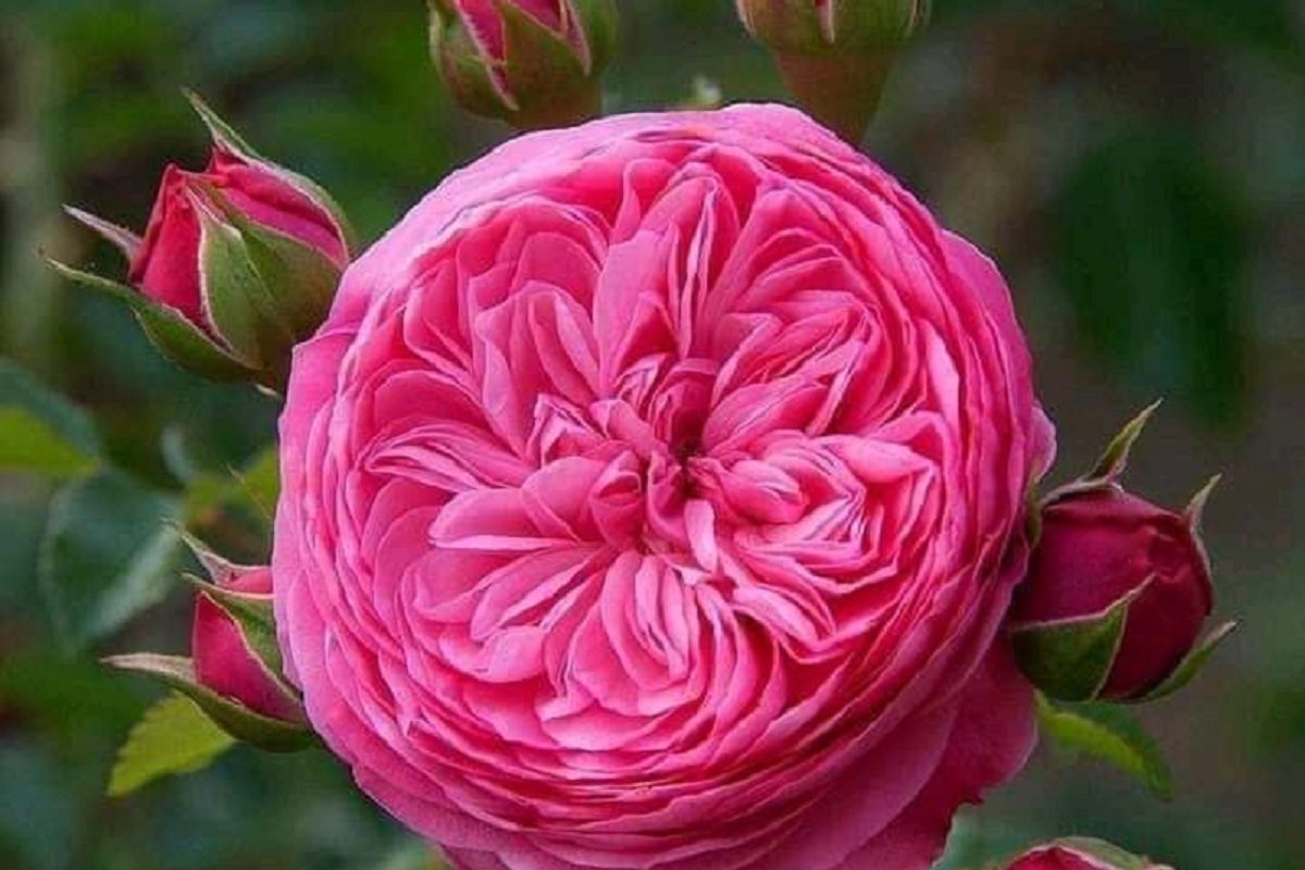 Rose Day : ਇਸ ਗੁਲਾਬ ਦੇ ਫੁੱਲ ਦੀ ਕੀਮਤ ਹੈ 130 ਕਰੋੜ, ਜਾਣੋ ਕੀ ਹੈ ਖਾਸ